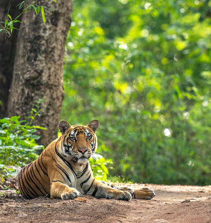 Kanha